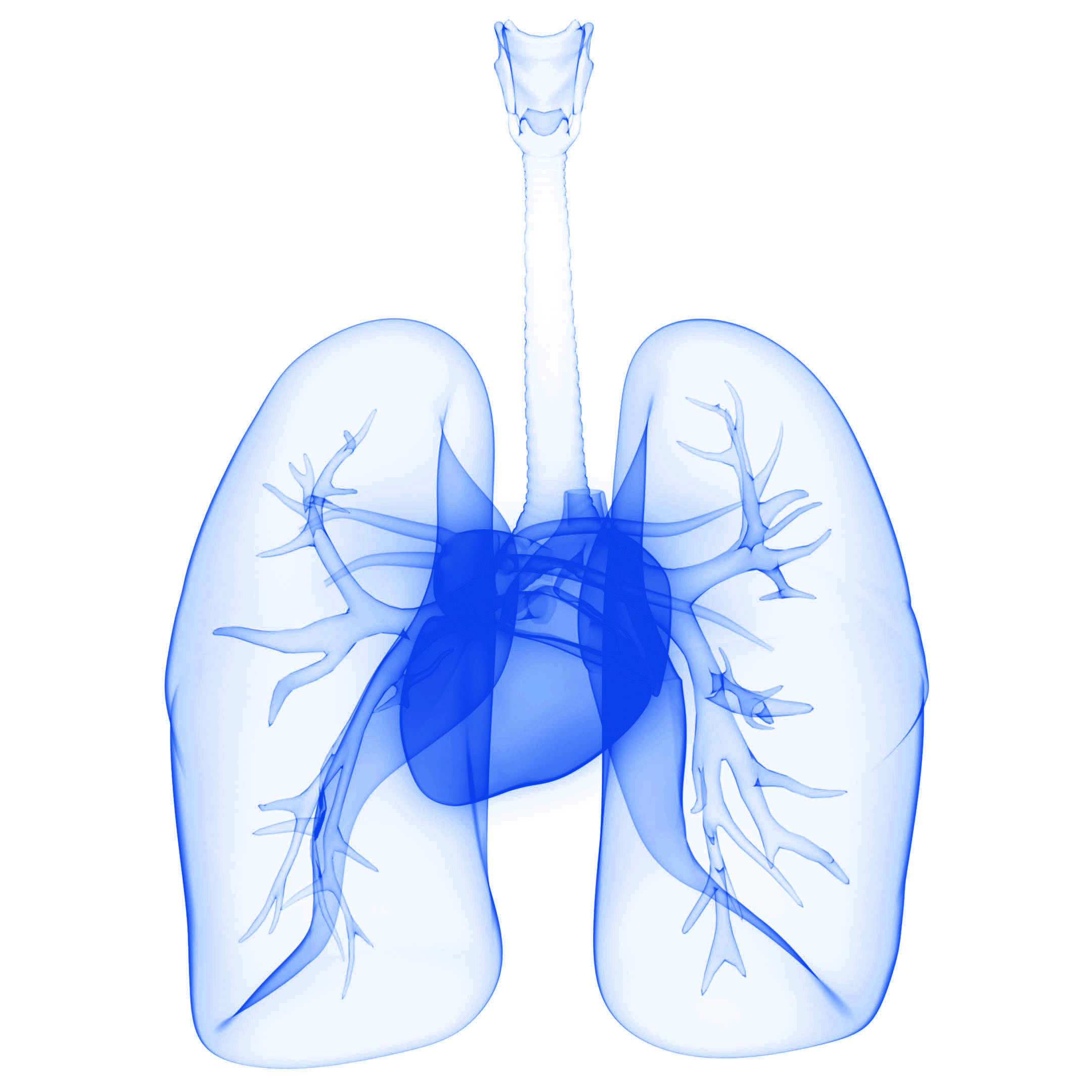 Lungs